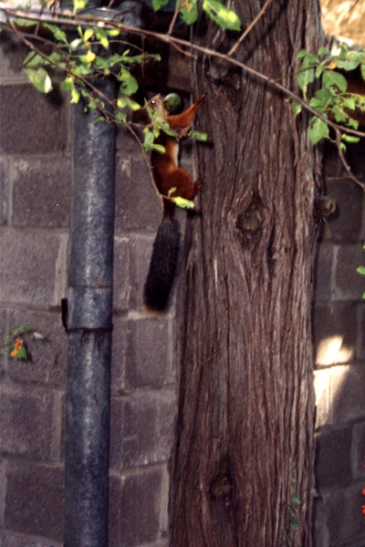    ,  2004 